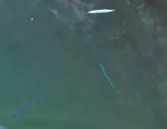 Atlantic Saury thumbnail 1