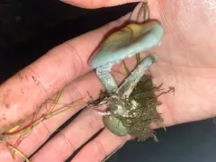 Peppery Roundhead thumbnail 3