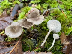 dapper funnel thumbnail 3