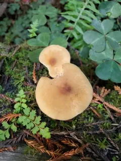 Redwood Rooter thumbnail 4
