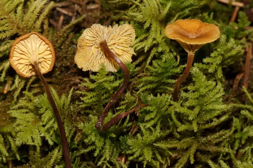 Xeromphalina fraxinophila