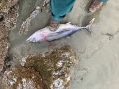Albacore thumbnail 1
