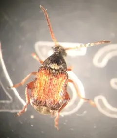 Cowpea Weevil thumbnail 2