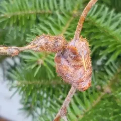 Diastrophus turgidus thumbnail 3