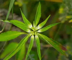 green poinsettia thumbnail 4