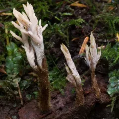 Clavulina castaneipes thumbnail 1