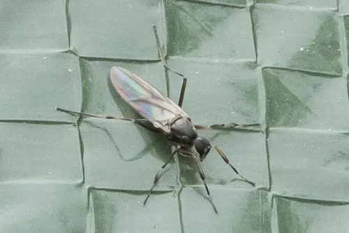 Tachypeza discifera