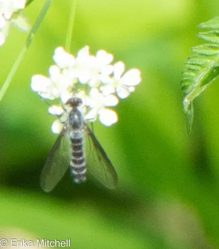 Thevenetimyia harrisi