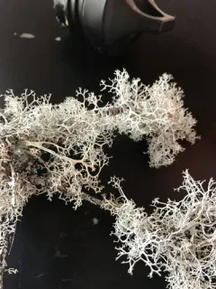 Light-and-dark Lichen thumbnail 3