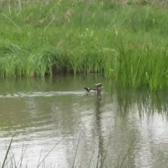 Wood Duck thumbnail 4