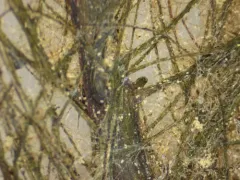Farwell's Water-milfoil thumbnail 4