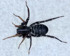 Variegated Ant-mimic Sac Spider thumbnail 2