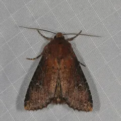 Faint-spotted Quaker thumbnail 3