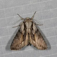 Common Hyppa Moth thumbnail 3
