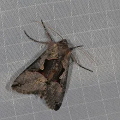 Large Looper Moth thumbnail 4