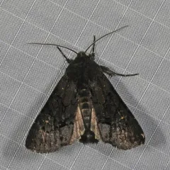 Apamea impulsa thumbnail 4