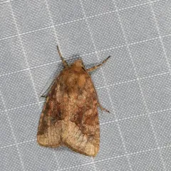 Bridled Arches Moth thumbnail 2