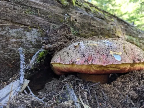 Rosy Autumn Butter Bolete