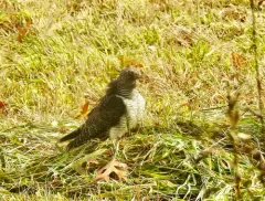 Common Cuckoo thumbnail 2