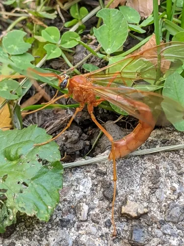 Enicospilus texanus