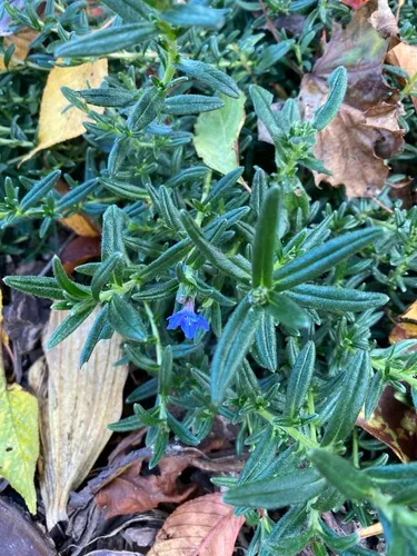 purple gromwell