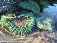 Elliptochloris marina thumbnail 2