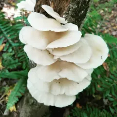 Oyster Mushroom thumbnail 3