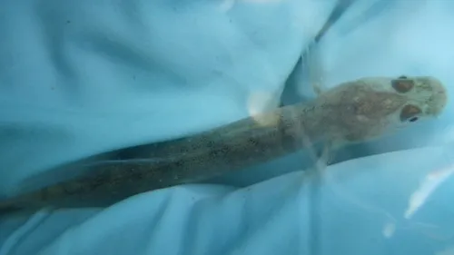 Northern Tidewater Goby