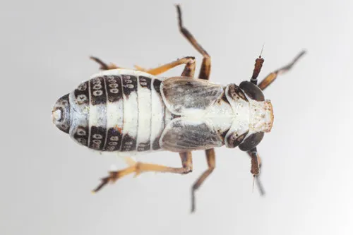 Laccocera vittipennis