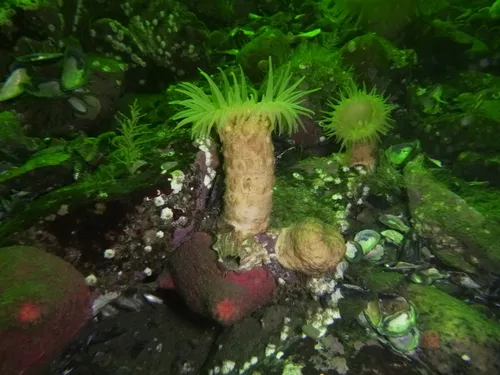 Rugose Anemone