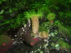 Rugose Anemone thumbnail 1