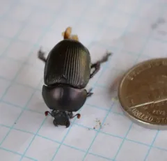 Semi-opaque Earth-boring Scarab Beetle thumbnail 4