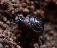 Black Gloss Snail thumbnail 2