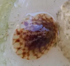 Rosy Pacific Limpet thumbnail 2
