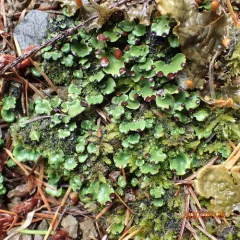 fan pelt lichen thumbnail 2