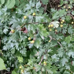 common hawthorn thumbnail 3