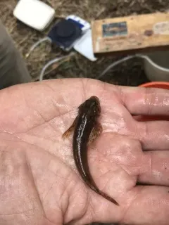 Paiute Sculpin thumbnail 1