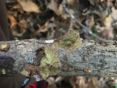 Dentocorticium portoricense thumbnail 3
