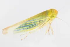 Elymana sulphurella thumbnail 3
