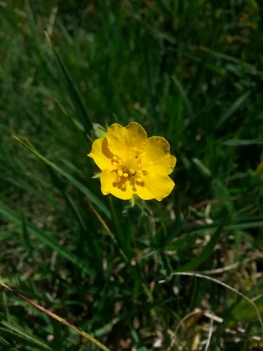 mountain meadow cinquefoil