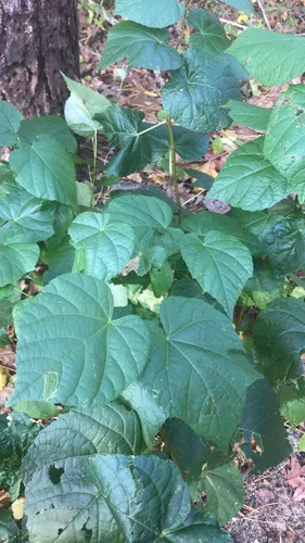 Japanese Glorybower