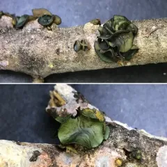 Ionomidotis fulvotingens thumbnail 2
