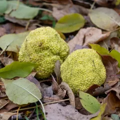 Osage-orange thumbnail 2