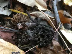 Sweetgum Xylaria thumbnail 3