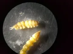 Atherix pachypus thumbnail 2