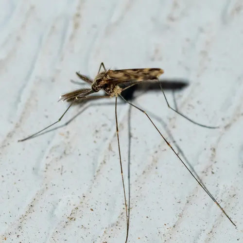 Woodland Malaria Mosquito
