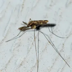 Woodland Malaria Mosquito thumbnail 1