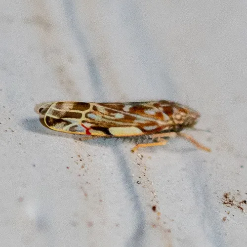 Wounded Leafhopper