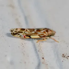Wounded Leafhopper thumbnail 1