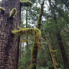 Cat's Tail Moss thumbnail 2